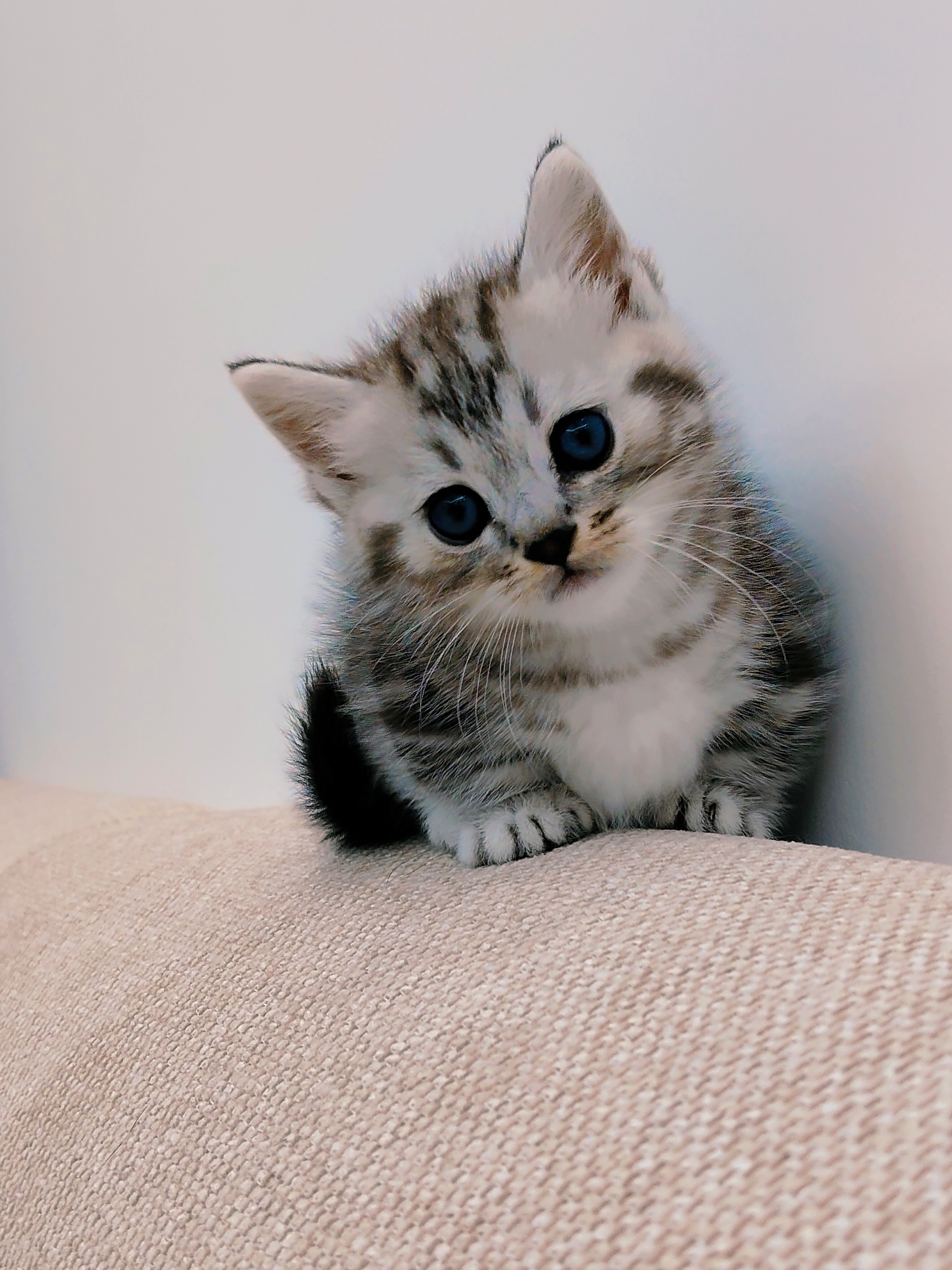 矮脚虎斑妹妹一只